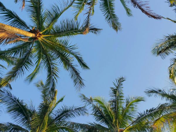 Looking up at tall palm trees against a clear blue sky, creating a tropical and serene atmosphere.