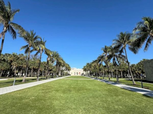 A wide path lined with tall palm trees leads to a building in the distance, under a clear blue sky.